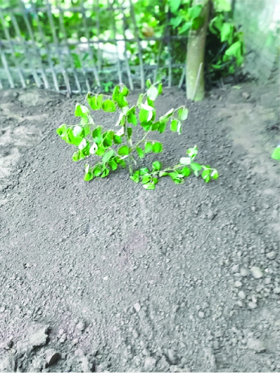 Image of মোঃ সুজন খাঁন